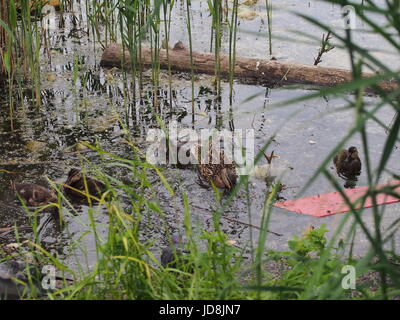 Tauben und eine Brut von Wildenten picken das Brot. Ente Enten beobachten. Der See in der Stadt Park. Vögel schießen. Stockfoto