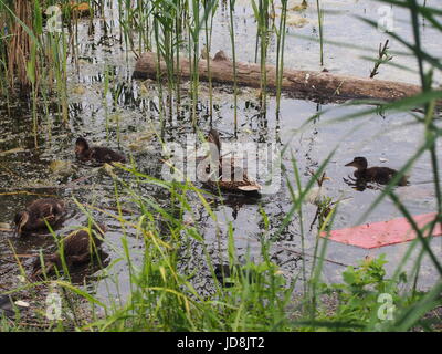 Tauben und eine Brut von Wildenten picken das Brot. Ente Enten beobachten. Der See in der Stadt Park. Vögel schießen. Stockfoto