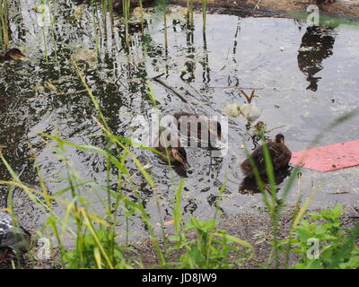 Tauben und eine Brut von Wildenten picken das Brot. Ente Enten beobachten. Der See in der Stadt Park. Vögel schießen. Stockfoto