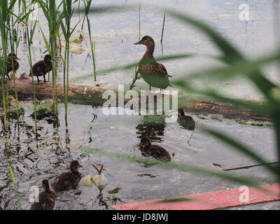 Tauben und eine Brut von Wildenten picken das Brot. Ente Enten beobachten. Der See in der Stadt Park. Vögel schießen. Stockfoto