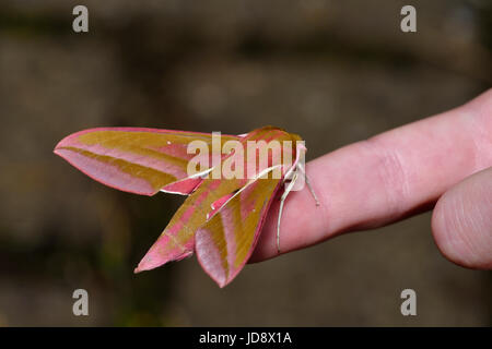 Elefant Hawkmoth - Deilephila Elpenor ruht auf finger Stockfoto