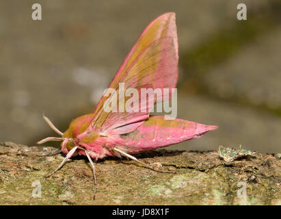 Elefant Hawkmoth - Deilephila Elpenor auf Baumstamm, Flügel offen Stockfoto