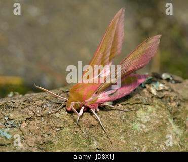 Elefant Hawkmoth - Deilephila Elpenor auf Baumstamm, Flügel offen Stockfoto