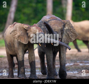 Elefant mit Baby. Zentralafrikanische Republik. Republik Kongo. Dzanga-Sangha Sonderreserve. Stockfoto