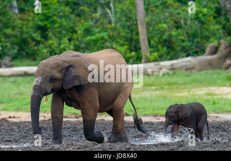 Elefant mit Baby. Zentralafrikanische Republik. Republik Kongo. Dzanga-Sangha Sonderreserve. Stockfoto