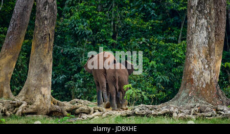 Zwei Waldelefanten gehen in den Dschungel. Zentralafrikanische Republik. Republik Kongo. Dzanga-Sangha Sonderreserve. Stockfoto