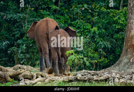 Zwei Waldelefanten gehen in den Dschungel. Zentralafrikanische Republik. Republik Kongo. Dzanga-Sangha Sonderreserve. Stockfoto