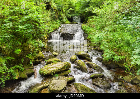 Hoar Eiche Wasser, Watersmeet, knapp über dem Zusammenfluss mit dem East Lyn River, taumeln, über Felsen und mit grünen Flussufern. Devon, England, Vereinigtes Königreich. Stockfoto