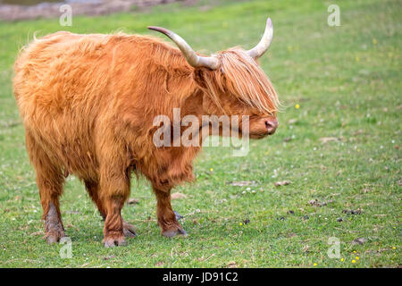 Schottische Kuh auf einer Lichtung Stockfoto