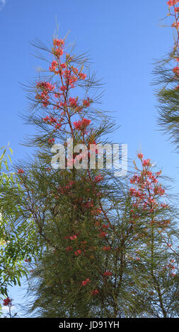 Rosa / Rot Blume der Grevillea "Eleganz", eine australische einheimische Pflanze Stockfoto