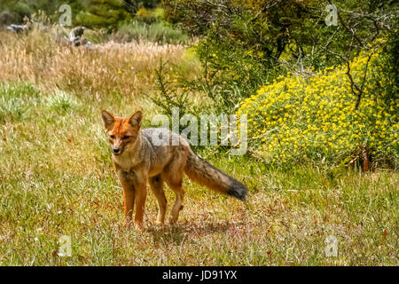 Fuchs, zu Fuß in ein Rasen, Torres del Paine Nationalpark-Chile Stockfoto