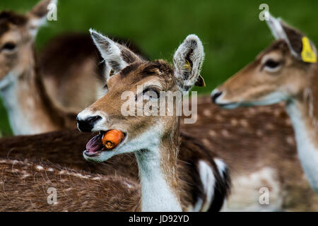 Dieser Hirsch denkt, dass es die Karotte ist das Rauchen Stockfoto