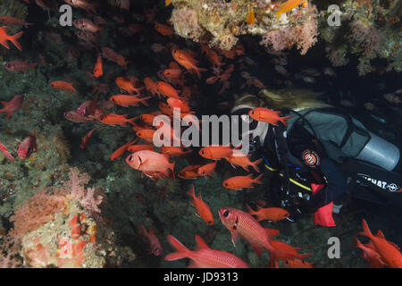 Weibliche Taucher suchen auf Fischschwarm gemeinsame Bigeye (Priacanthus Hamrur) in der Höhle, Indischer Ozean, Malediven Stockfoto