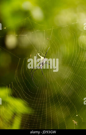 Nephila Maculata, Holz Riesenspinne in Laos Stockfoto