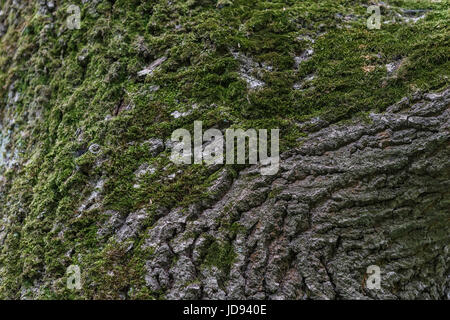 Den Stamm eines Baumes mit Moos bewachsen. Stockfoto