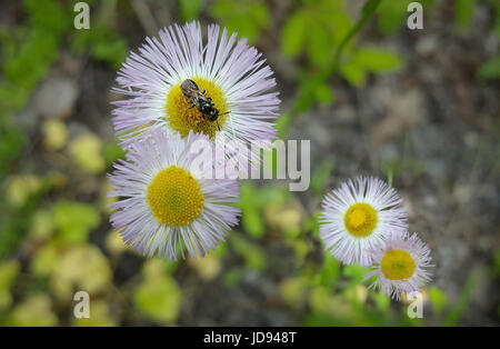 Die kleine Biene Ob winzige weiße Blume Stockfoto