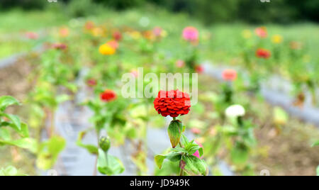 Gemüse und Blumen wachsen in ordentlichen Reihen auf einem Bauernhof Gemeinschaft unterstützt. Stockfoto