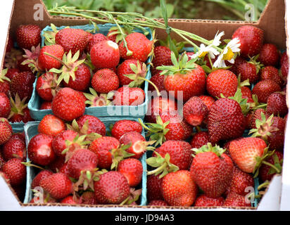 Reife Erdbeeren sind bereit für die Kommissionierung. Stockfoto