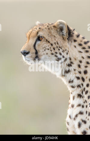 Porträt eines Geparden Stockfoto