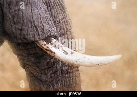 Seitenansicht des wilden afrikanischen Elefanten White Elephant Tusk und Stamm, strukturierte Haut in Staub Licht hautnah Stockfoto