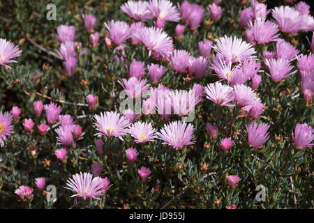 Rosa Lampranthus californica, ein Container-grown ice-Werk. Stockfoto