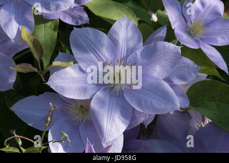 Clematis 'Blue Eyes' Stockfoto