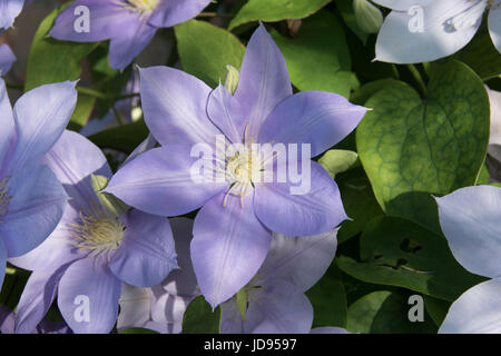 Clematis 'Blue Eyes' Stockfoto