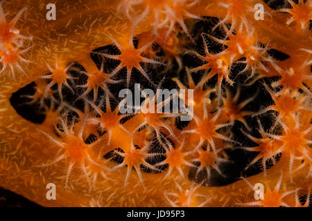 Detail der orange weich Korallenpolypen wächst an einem Riff in Raja Ampat, Indonesien. Dieser entlegenen Gegend ist bekannt für seine außergewöhnliche Artenvielfalt. Stockfoto