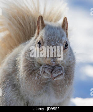 Weiße Eichhörnchen Stockfoto