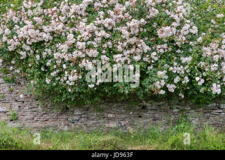Große Blüte Klettern stieg auf einer Wand in einem englischen Landhaus-Garten Stockfoto