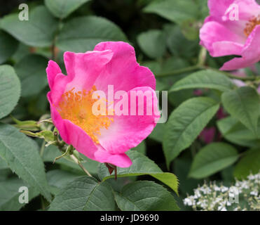 Tief rosa Heckenrose Blume in voller Blüte Stockfoto