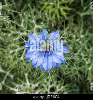 Blau Nigella Einzelblüte von oben gesehen Stockfoto