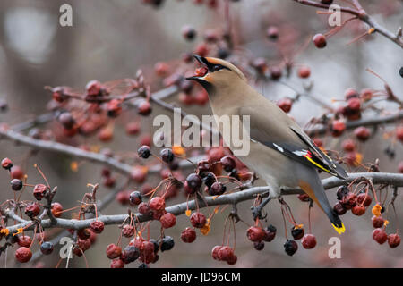 Böhmische Seidenschwanz im winter Stockfoto