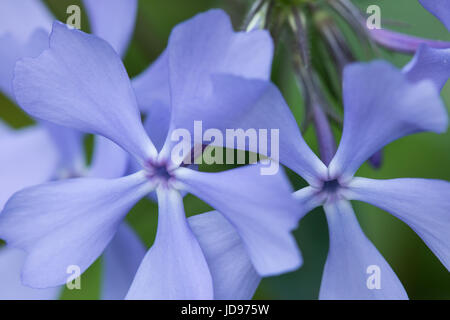 Wilde blaue Phlox (Phlox Divaricata) am Clifton Gorge State Nature Preserve. Stockfoto