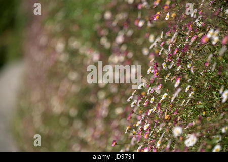 Eine Detailansicht des Erigeron. Karvinskianus. Stockfoto