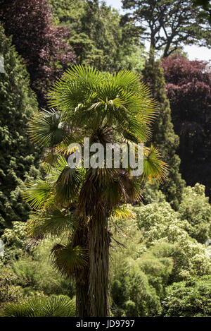 Eine Chusan Palm, als Meister Baum bezeichnet, sticht unter Bäume und Laub im Trebah Garten in Cornwall. Stockfoto