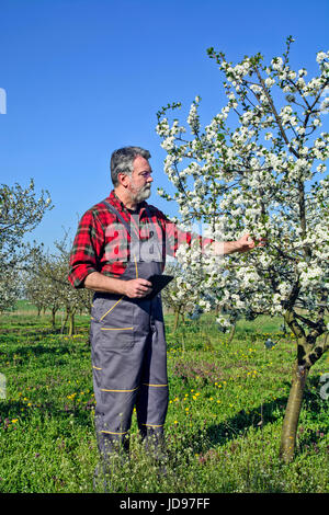 Landwirt analysiert Blume Cherry Orchard und mit einem Tablettgerät. Stockfoto