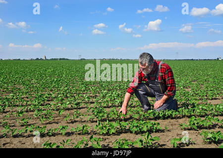 Landwirt steuern das Wachstum der Sojapflanzen auf seinem Gebiet. Stockfoto