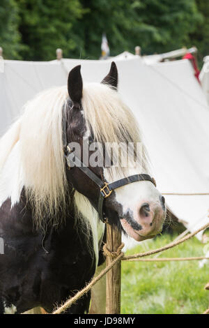 Gescheckten Pony bei einem Sealed Knot englischen Civil War Reenactment Event. Charlton Park, Malmesbury, Wiltshire, UK. Stockfoto