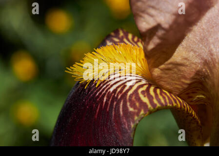 Iris Stockfoto