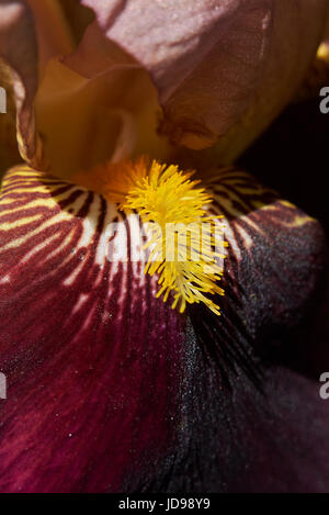 Iris Stockfoto