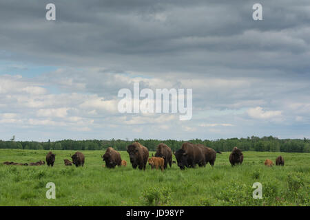 Amerikanische Bisons im Elk Island National Park, Alberta, Canada Stockfoto