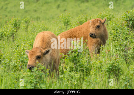 Bison Kalb im Elk Island National Park, Alberta, Canada Stockfoto