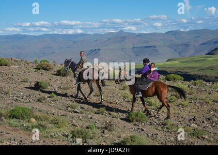 Einheimischen Pferde Mohales Hoek Bezirk Lesotho Südliches Afrika Stockfoto