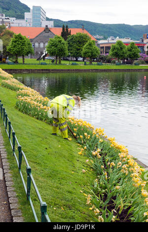 BERGEN, Norwegen - 2. Juni 2017: ein junger Gärtner Pflanze Tulpen von See Lille Lungegårdsvannet Stockfoto