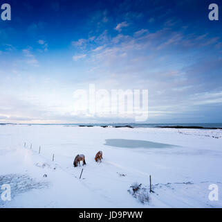 Zwei braune Pferde stehen im tief verschneiten Landschaft in Ferne, Island, Europa. Island-Natur 2017 Winterkälte Stockfoto