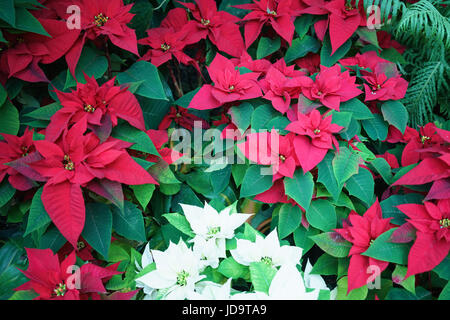 Weihnachtsstern-Pflanzen mit roten und weißen Blüten, full-Frame, Nahaufnahme Stockfoto