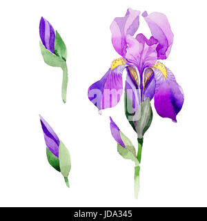 Wildflower Iris Blume im Aquarell-Stil isoliert. Aquarell Wiesenblumen für Hintergrund, Textur, Wrapper Muster, Rahmen oder Grenze. Stockfoto