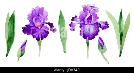Wildflower Iris Blume im Aquarell-Stil isoliert. Aquarell Wiesenblumen für Hintergrund, Textur, Wrapper Muster, Rahmen oder Grenze. Stockfoto