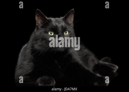 Schwarze Katze auf dunklem Hintergrund Stockfoto